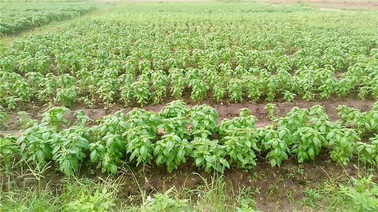 w66.利来(中国区)_来利国际旗舰厅